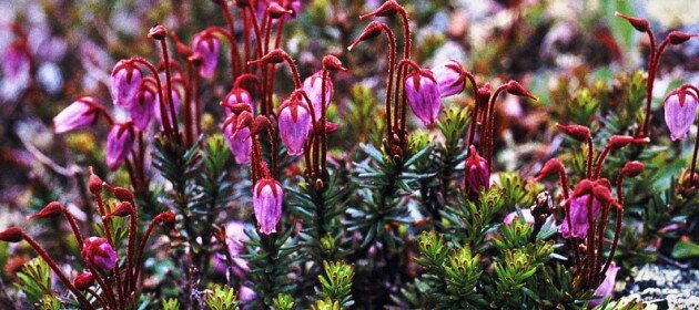 Alpine plants and recent climate change