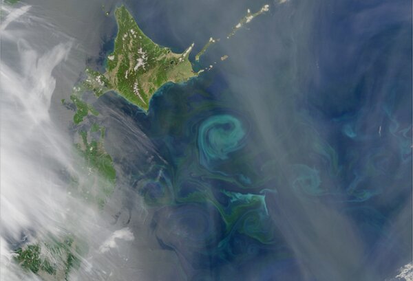 This image illustrates how the convergence of two ocean currents affect phytoplankton. When two currents with different temperatures and densities collide, they create eddies. Phytoplankton growing in the surface waters become concentrated along the boundaries of these eddies, tracing out the motions of the water. The colour differences are due to different types of phytoplankton using chlorophyll and other pigments to capture sunlight. By Norman Kuring (NASA Earth Observatory) [Public domain]